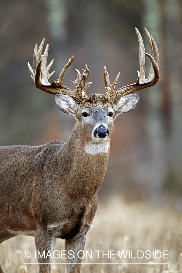 White-tailed buck in habitat. *