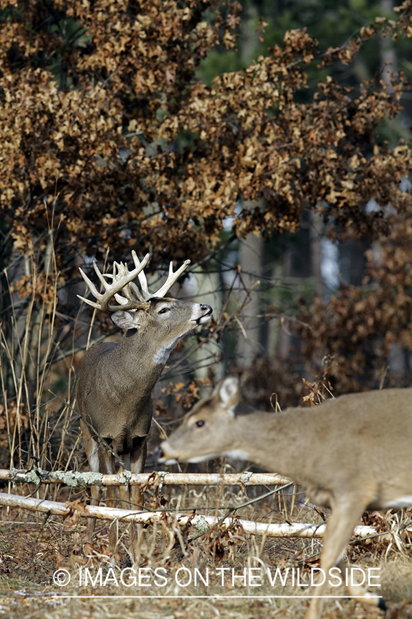 White-tailed buck in habitat. *