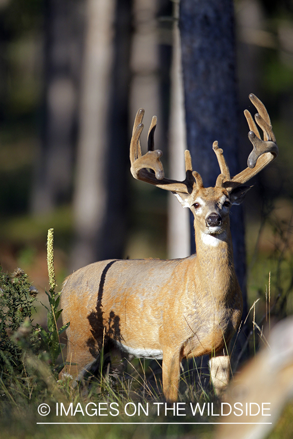 White-tailed buck in velvet.  