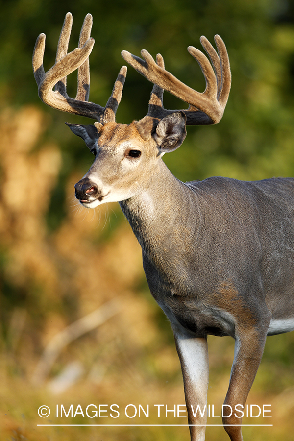 White-tailed buck in velvet.  