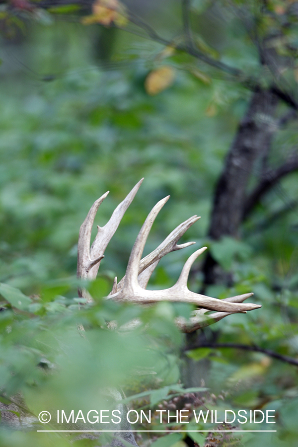 White-tailed buck in habitat.  