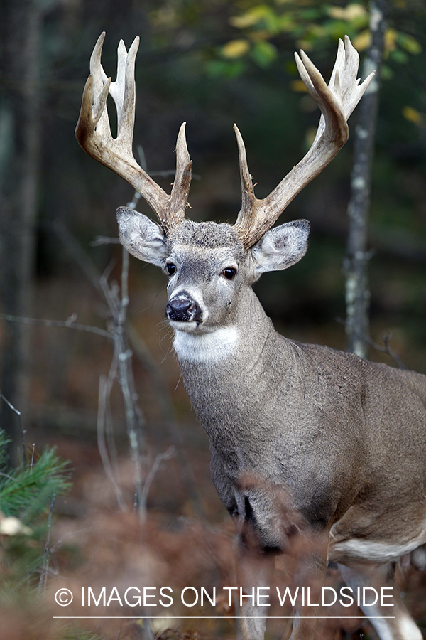 White-tailed buck in habitat. 