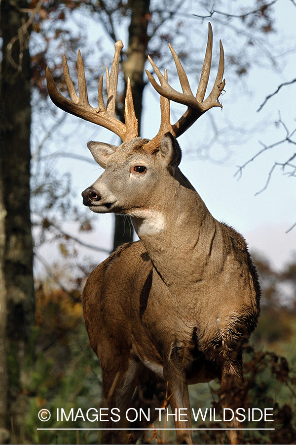 White-tailed buck in habitat. 