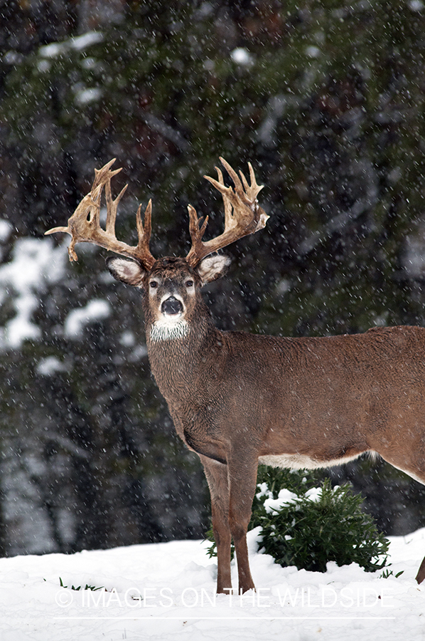 White-tailed buck in habitat. 