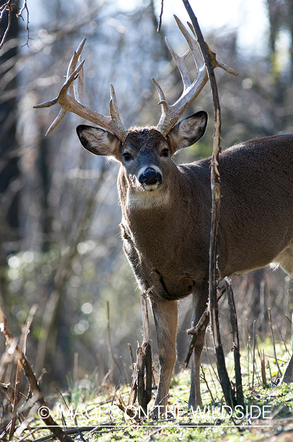 White-tailed buck next to rub. 