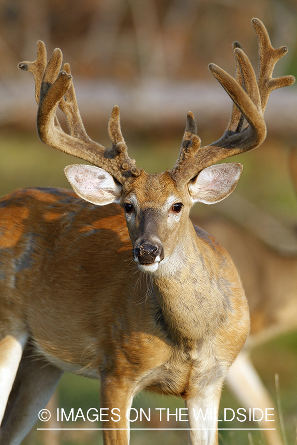 White-tailed buck in velvet.