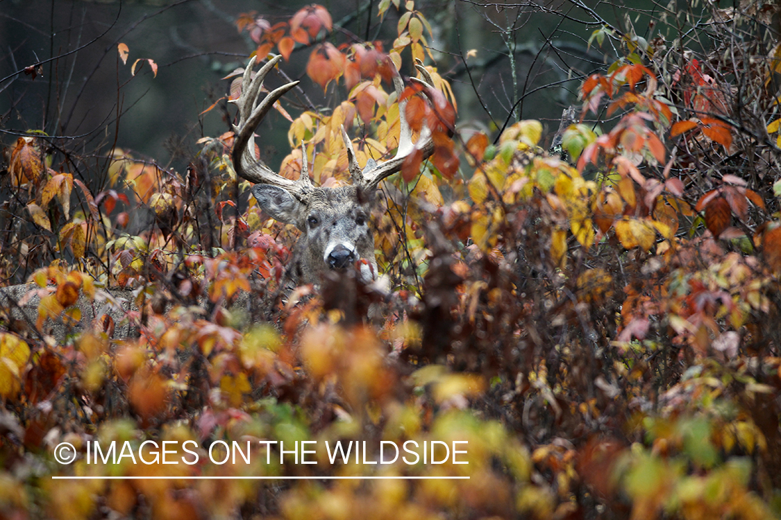 White-tailed buck laying in forest.