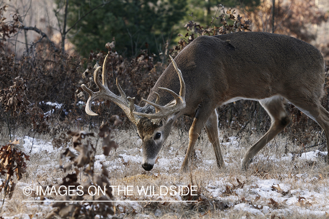 White-tailed buck in habitat.