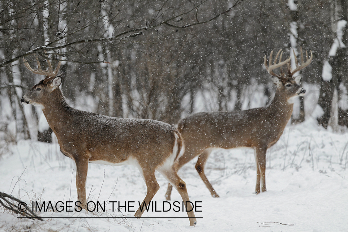 White-tailed bucks in winter habitat.