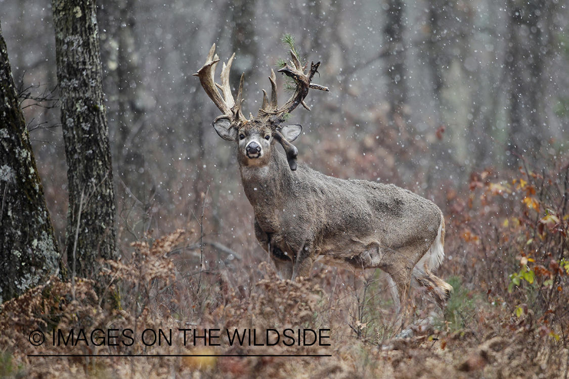 White-tailed buck with branch stuck in antlers.