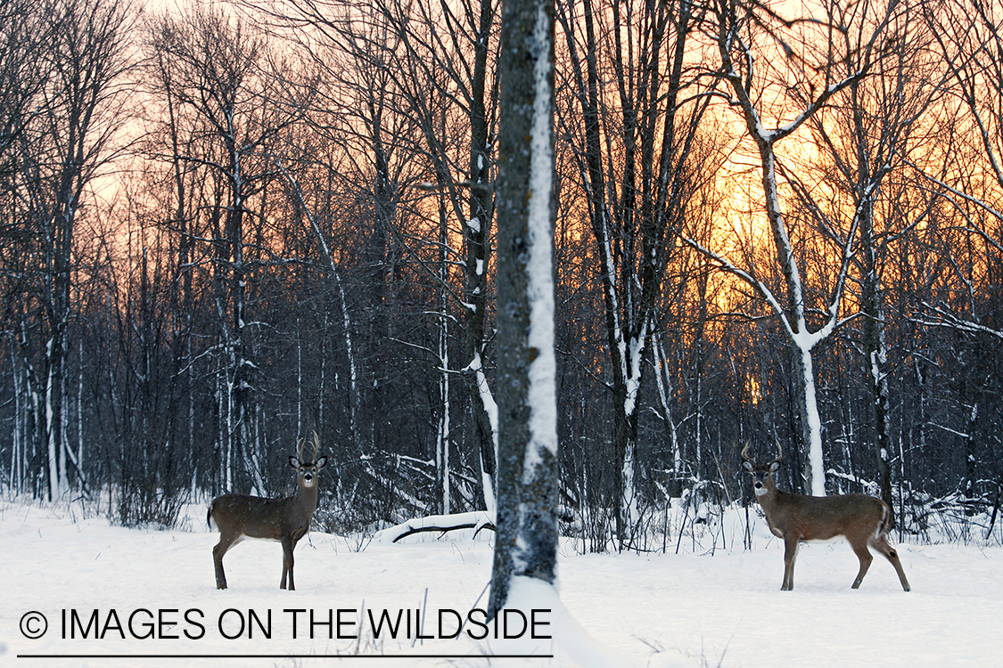 White-tailed bucks in winter habitat.