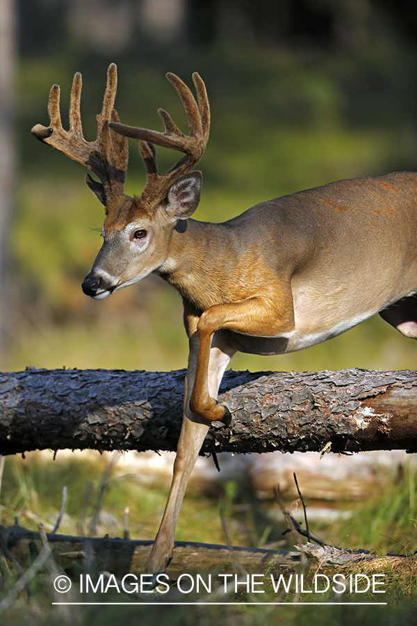 White-tailed buck in habitat.