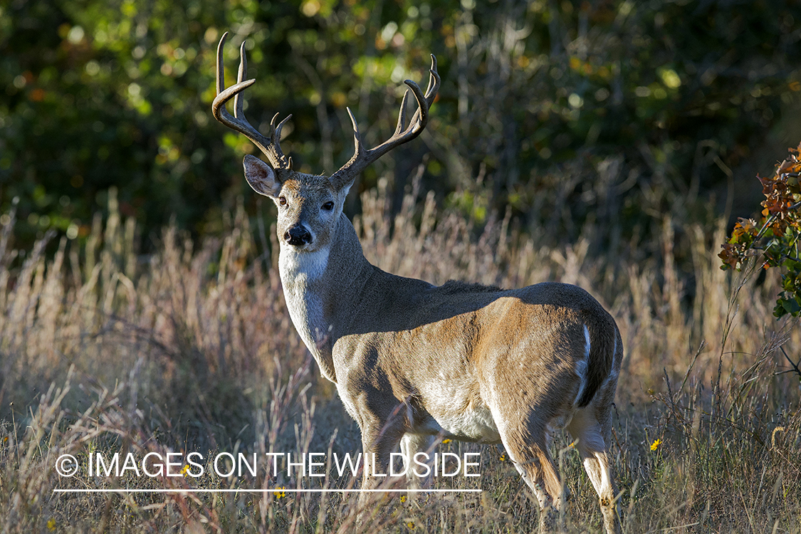 White-tailed buck in habitat. 