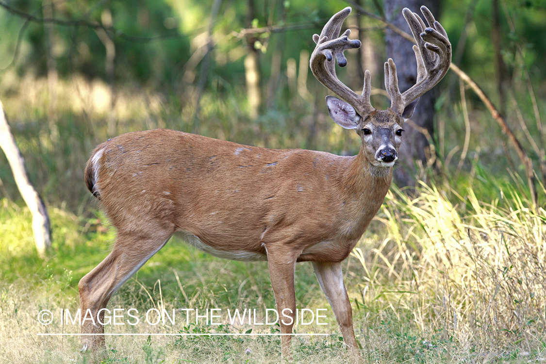 White-tailed buck in velvet.