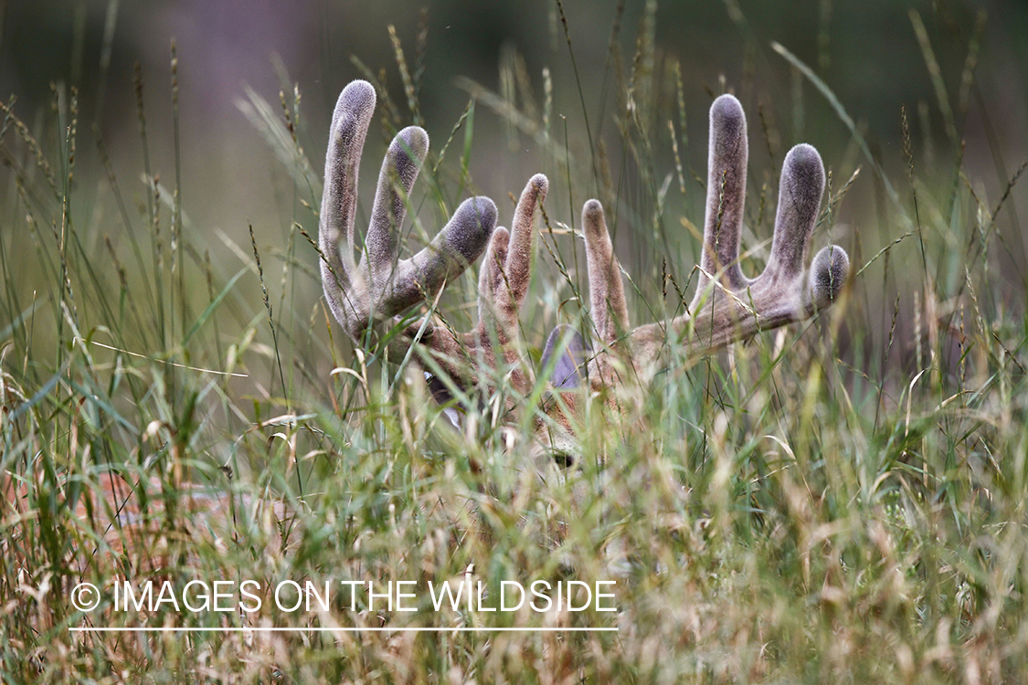 White-tailed buck in velvet bedded down.

