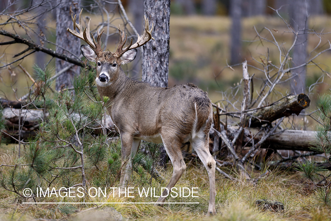 White-tailed buck in habitat.