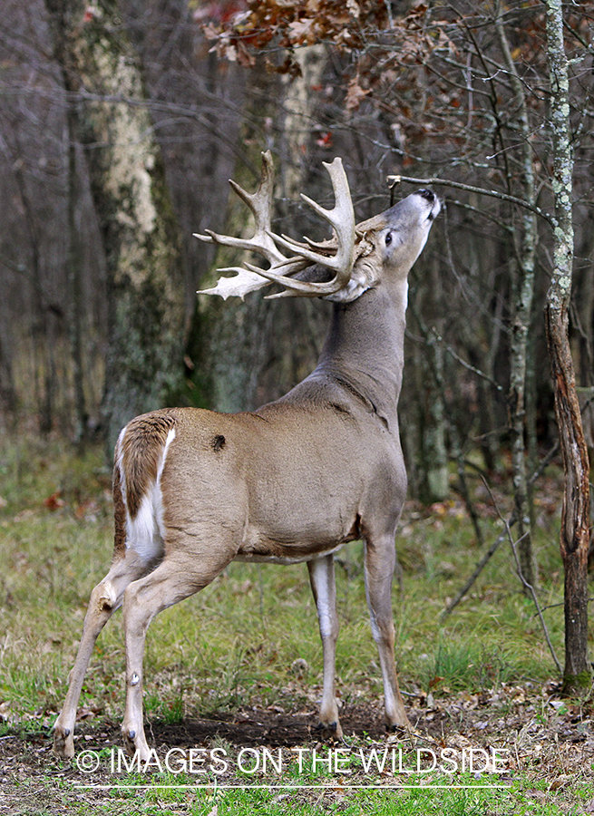 White-tailed buck scent marking.