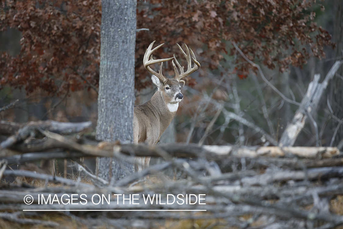 White-tailed buck in habitat.