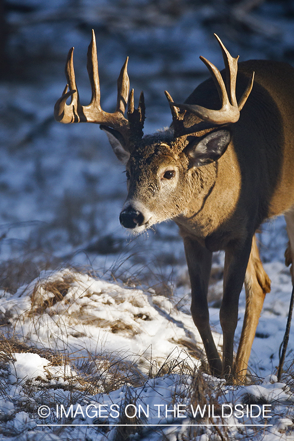 White-tailed buck in winter habitat.