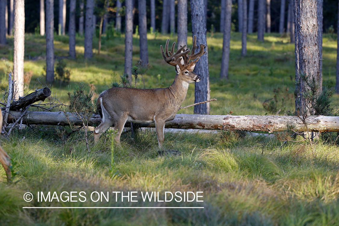 White-tailed Buck in Velvet.