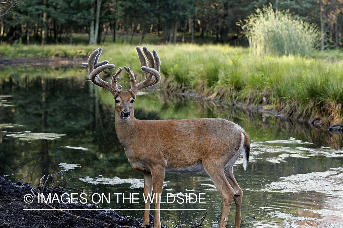 White-tailed buck in Velvet.