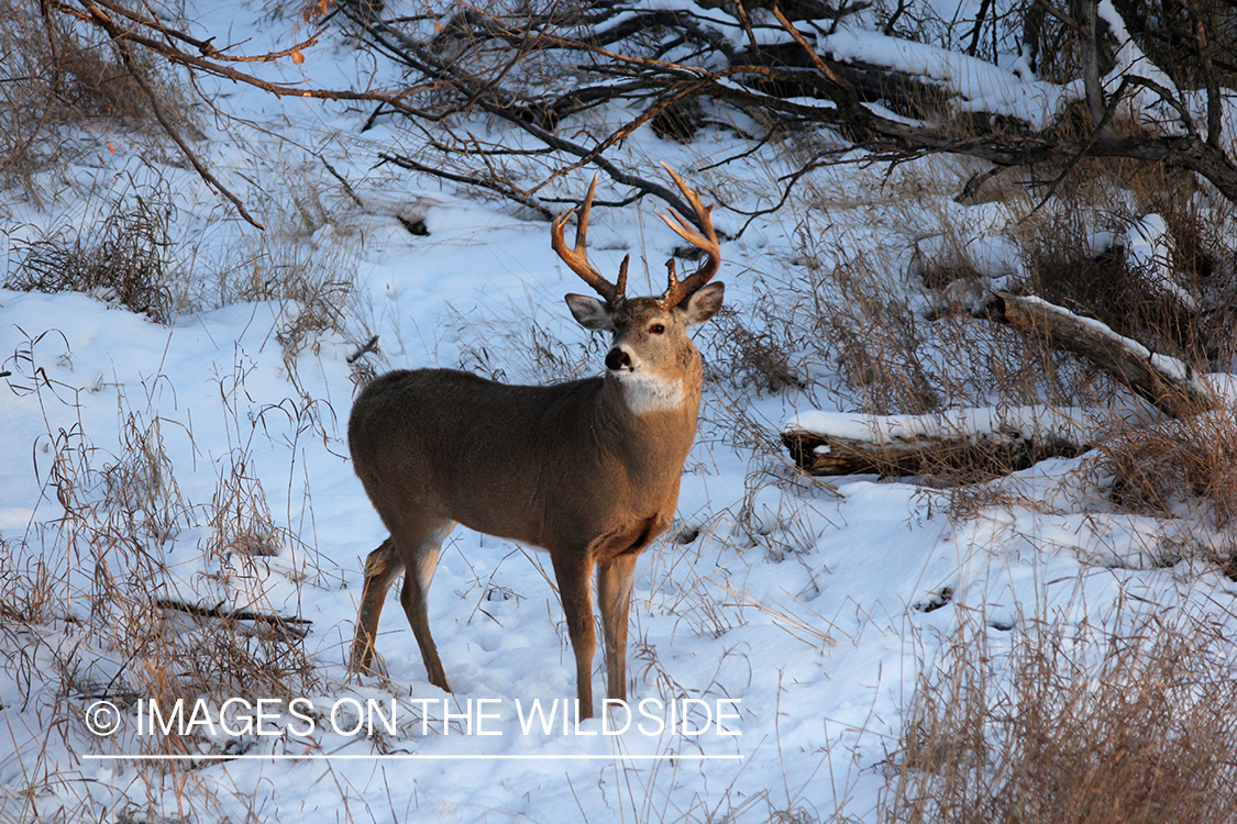 White-tailed buck looking up at hunter in tree stand.