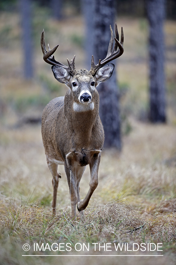 White-tailed buck in woods.