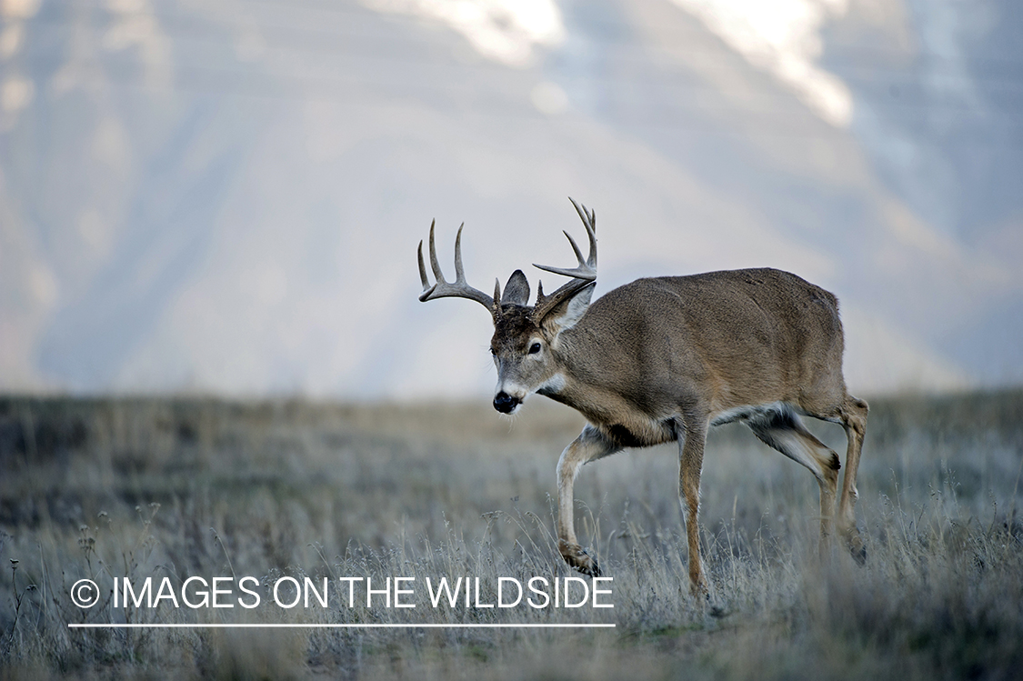 White-tailed buck in habitat.