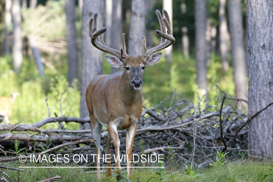 White-tailed buck in velvet.