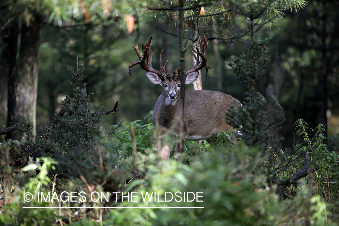 White-tailed buck in field.