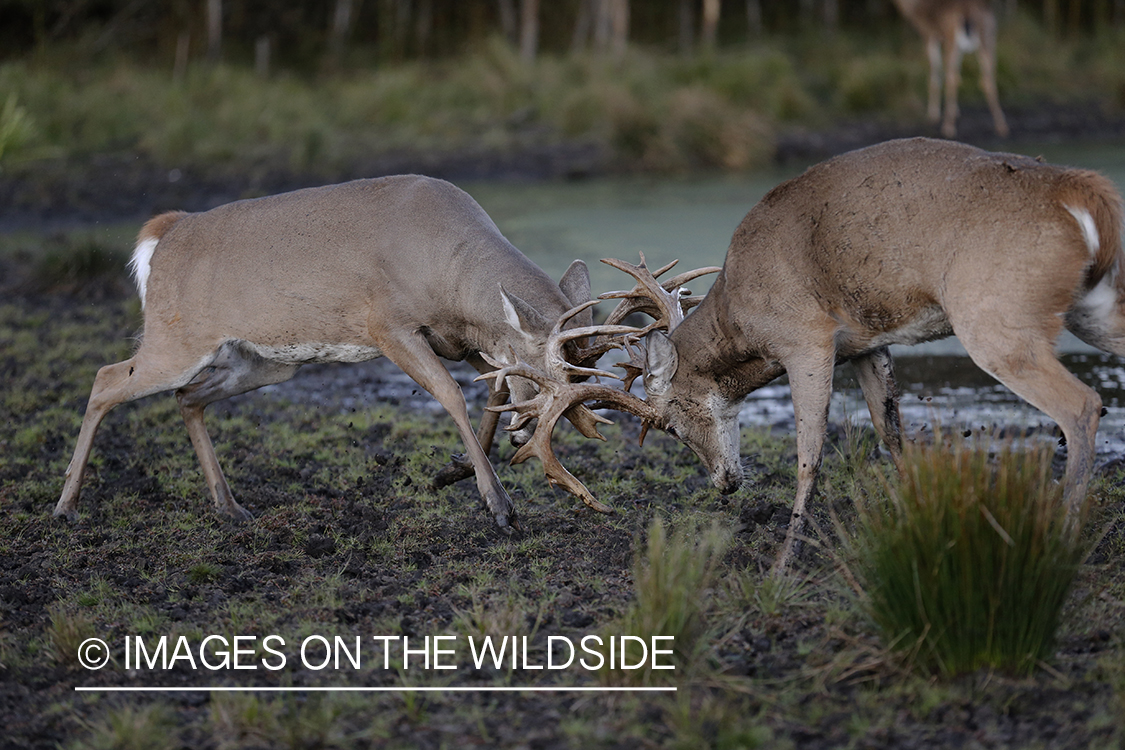 White-tailed bucks fighting during rut.