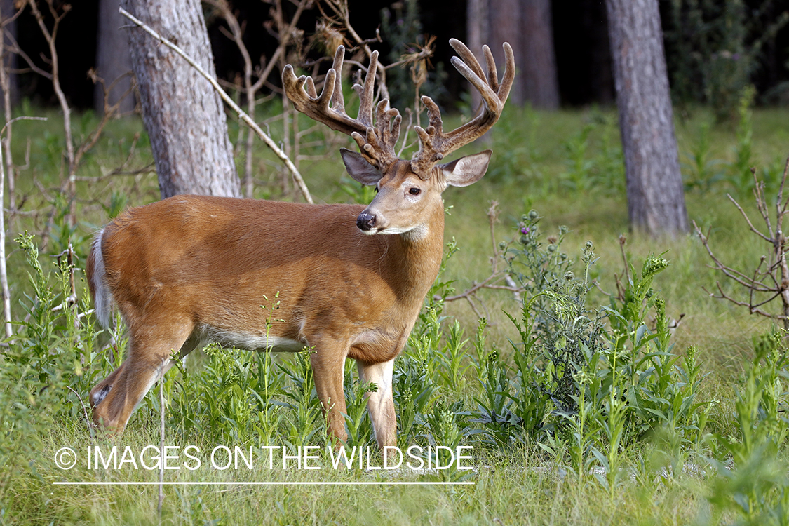 White-tailed buck in field.