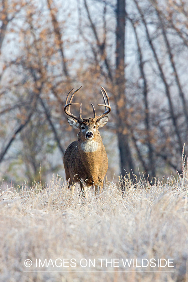 White-tailed buck in field.