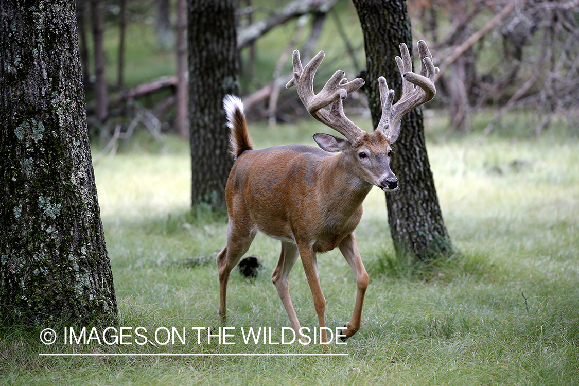 White-tailed buck in Velvet.