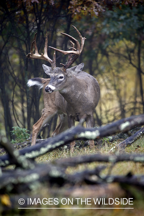 White-tailed buck in the rut.