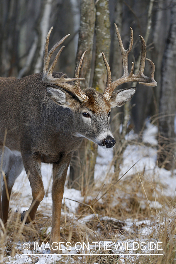 White-tailed buck in the Rut.