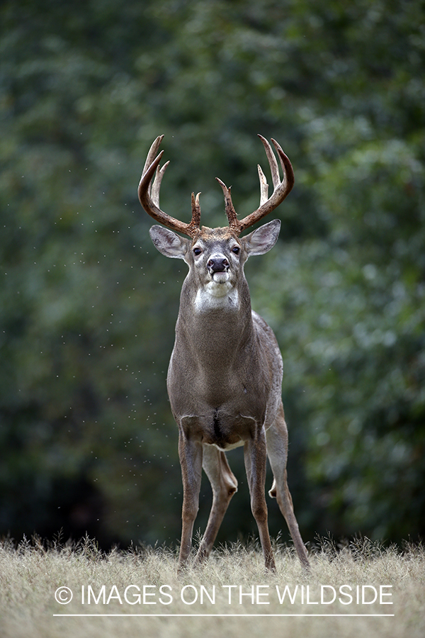 White-tailed buck in the Rut.