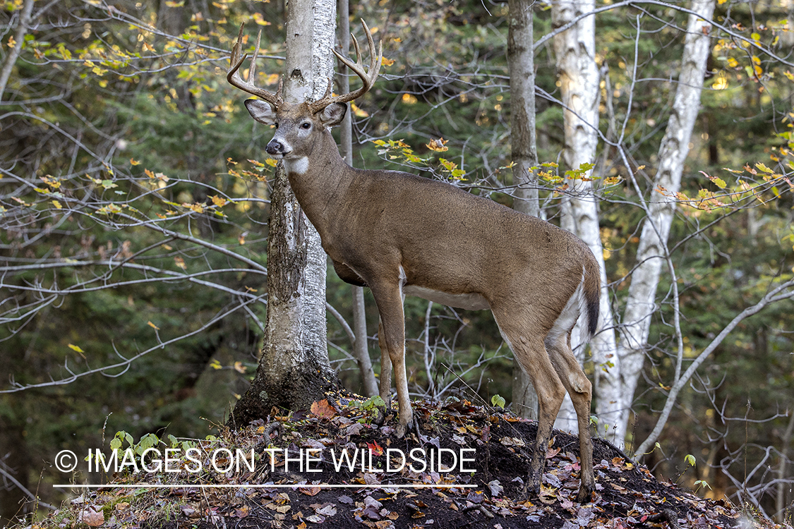 White-tailed buck in field.