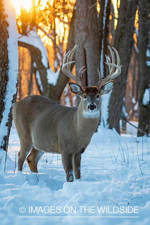 White-tailed deer in snow.