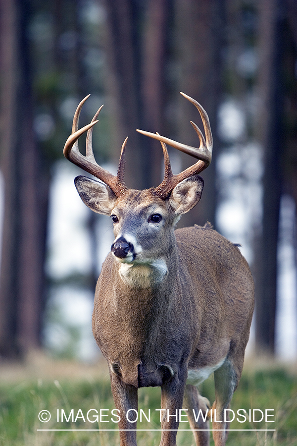 White-tailed buck in meadow.