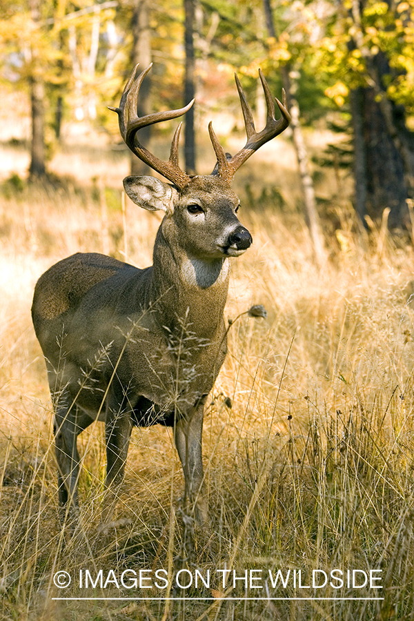 White-tailed deer in habitat