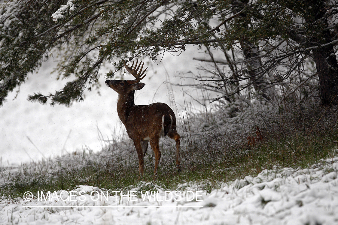 White-tailed deer in winter habitat