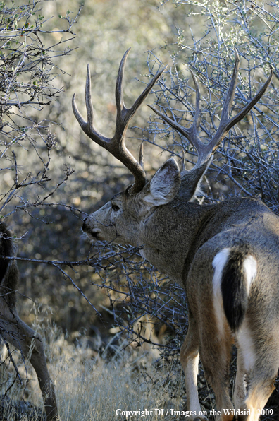 Blacktail buck in habitat.