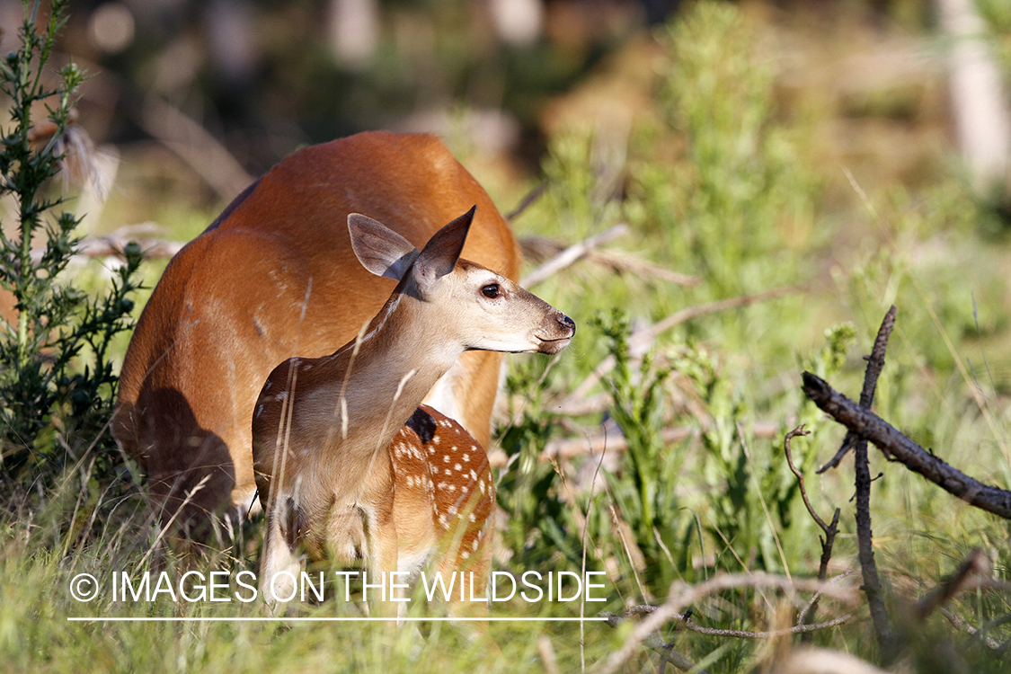 White-tailed fawn in habitat. 