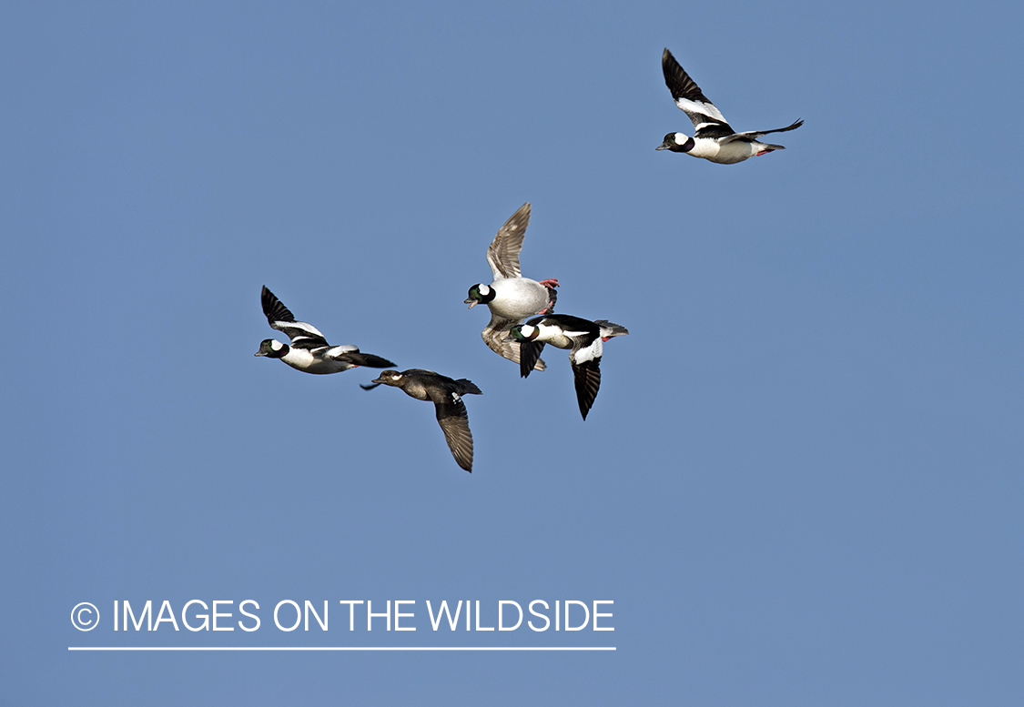 Bufflehead in flight.