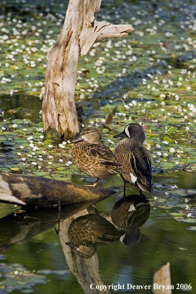 Blue-winged Teal duck pair.