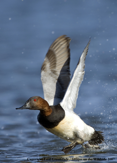 Canvasback in habitat