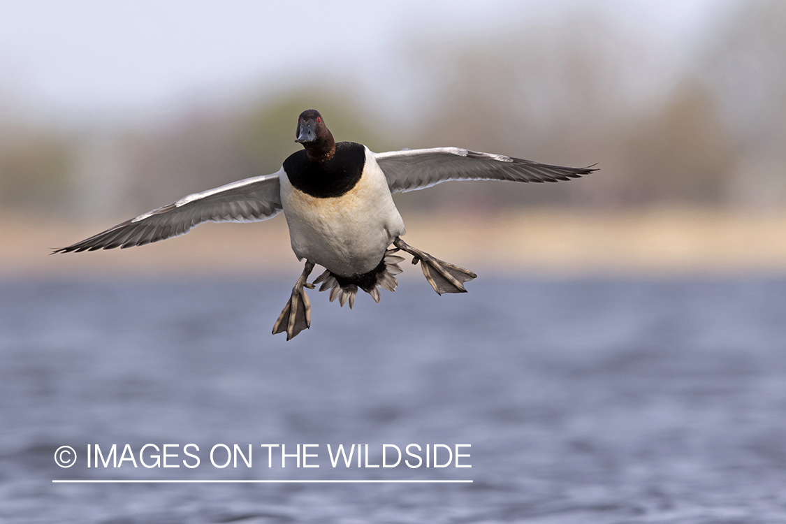 Canvasback in flight.