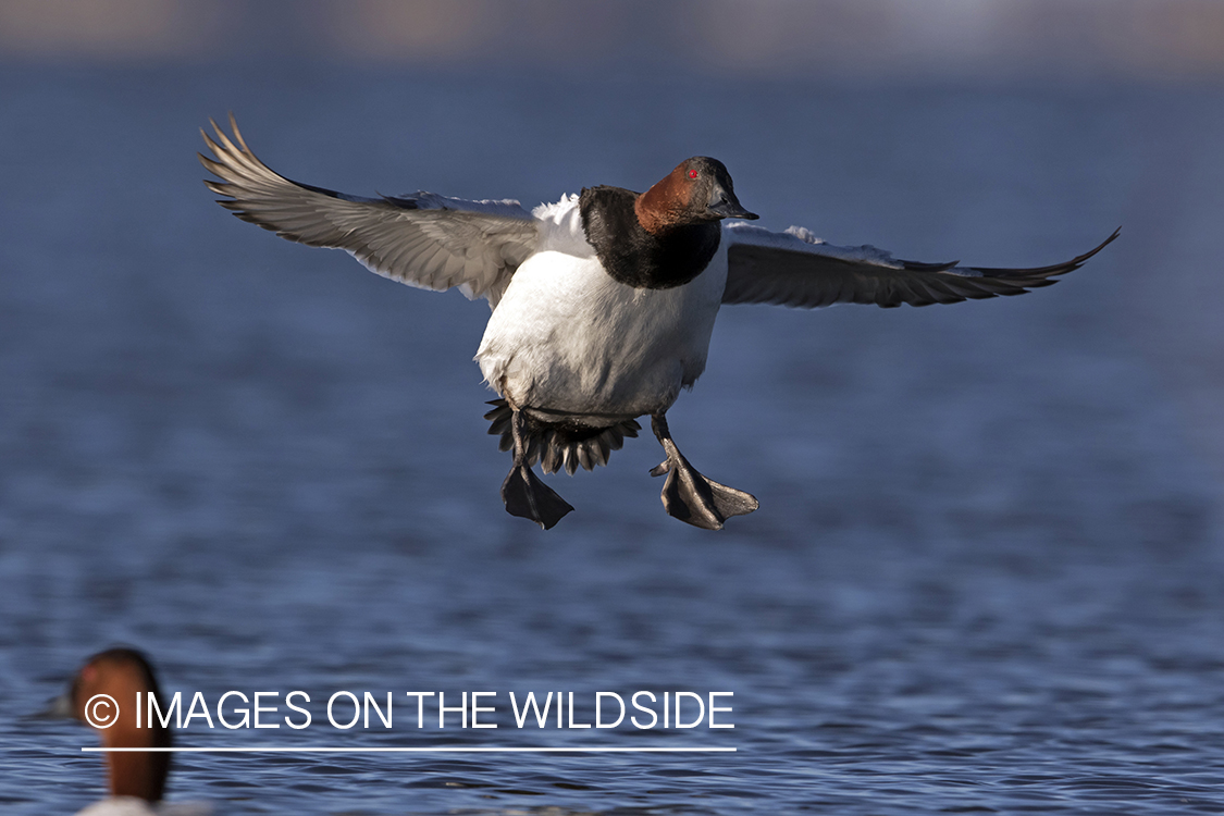 Canvasback drake landing on water.