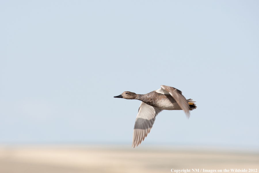 Gadwall in flight. 